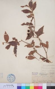 Specimen thumbnail